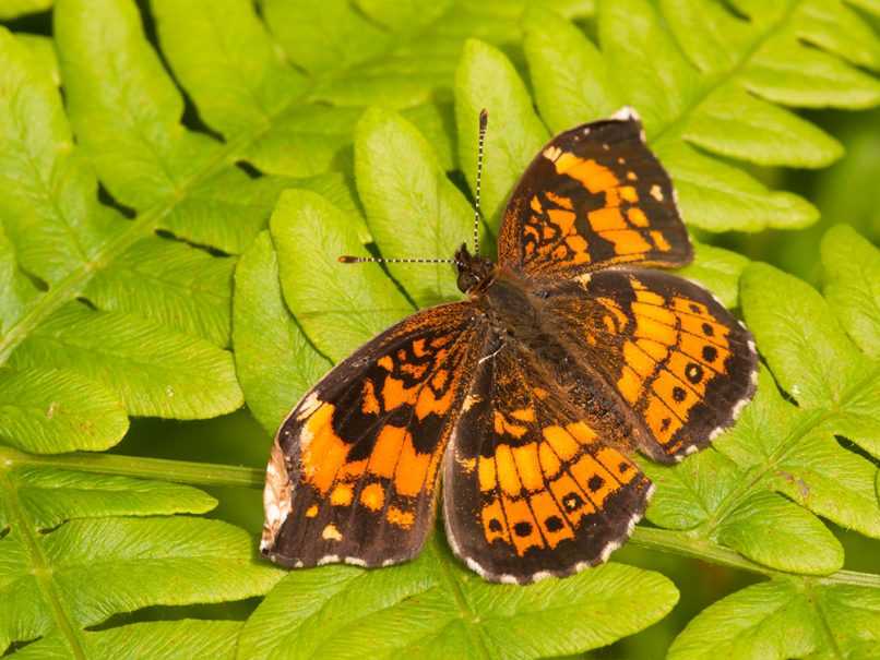 Moth resting on a fern