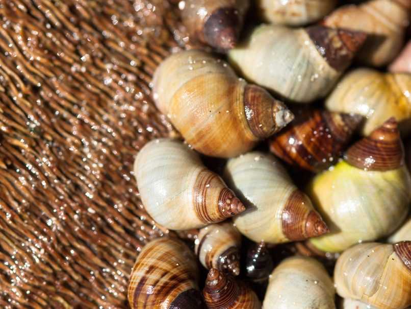 Shells clustering together on driftwood