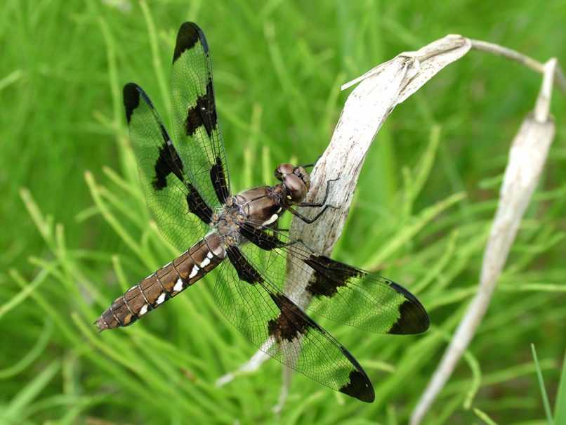 Dragonfly closeup