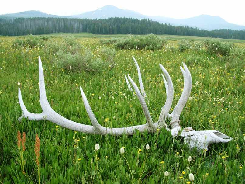 Elk skull on prairie in Wyoming