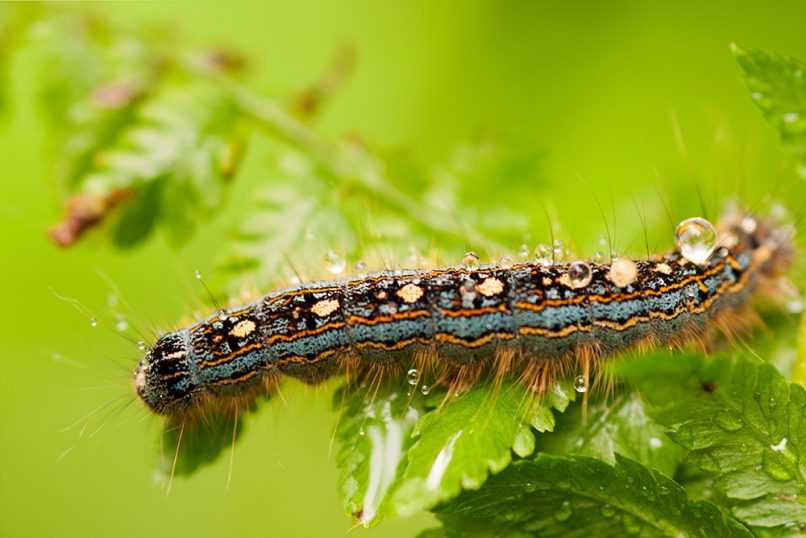 Gypsy moth caterpillar