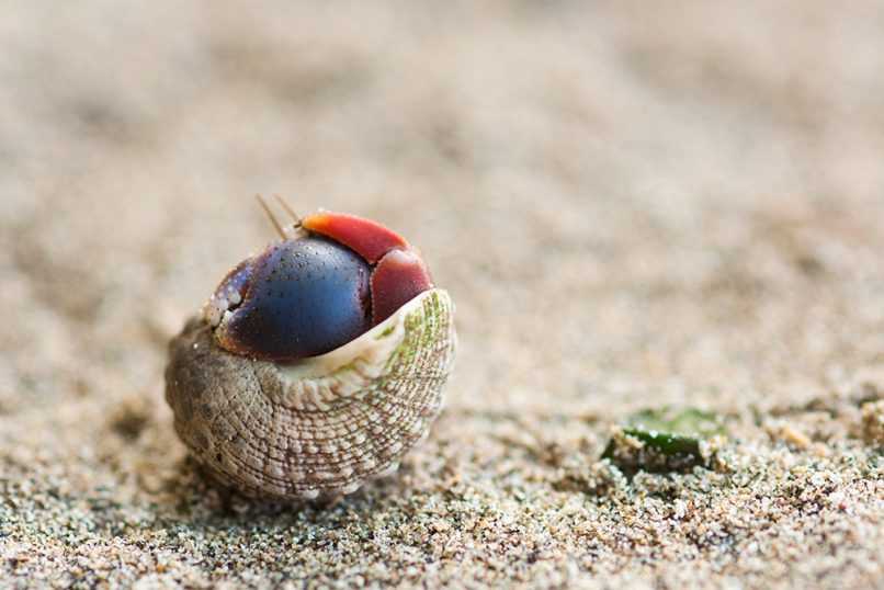 Crab in shell, taken in Costa Rica