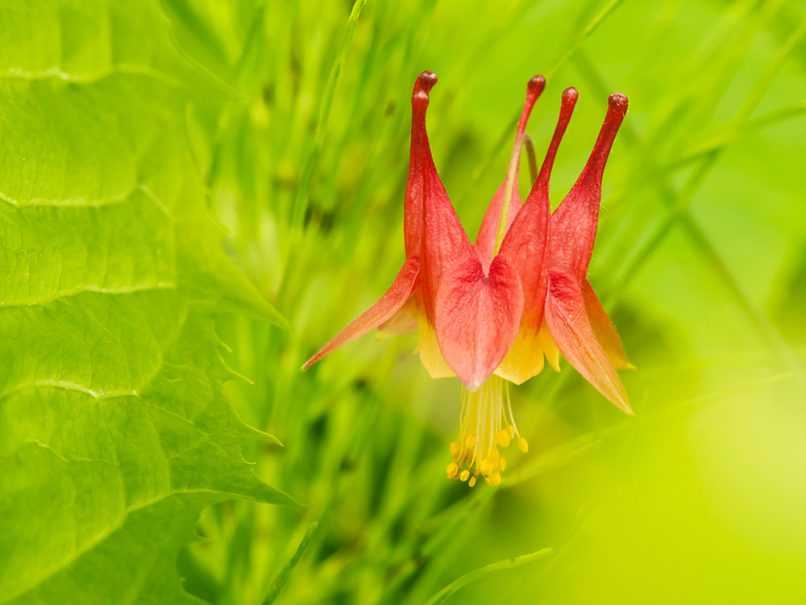 Wild columbine flower