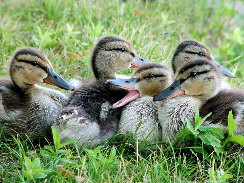 Mallard ducklings in the grass