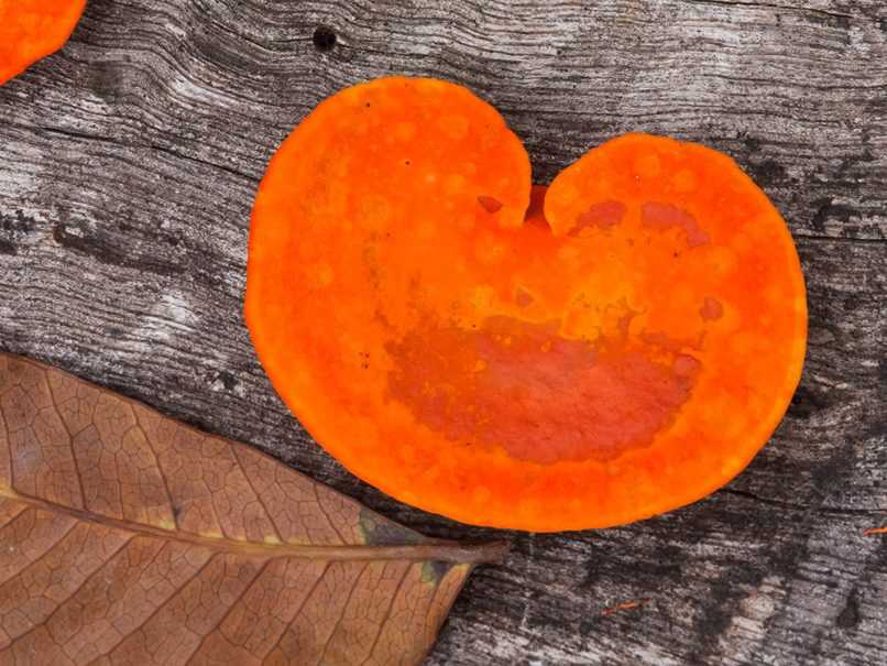 Orange mushroom growing from log