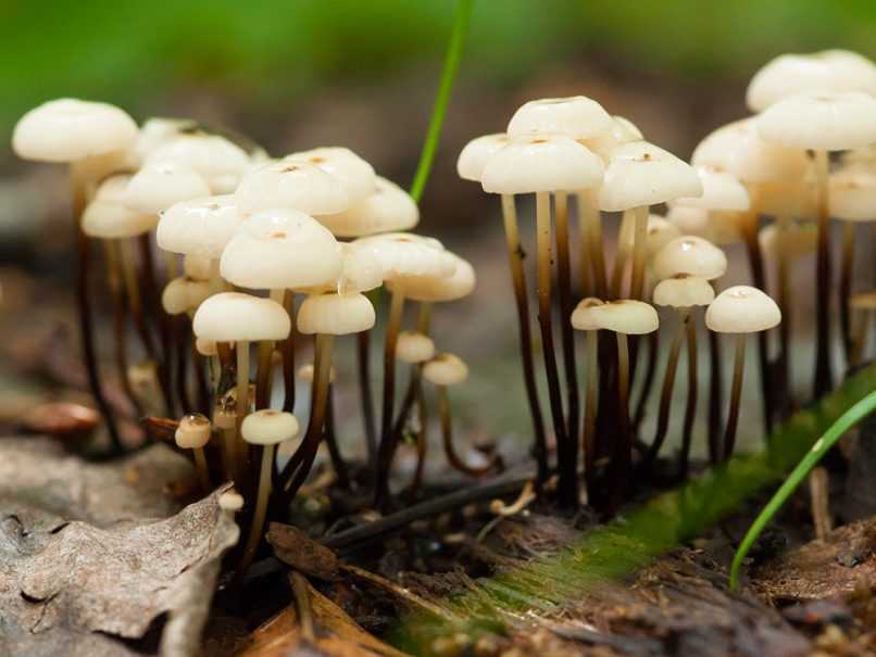 Mushrooms on forest floor