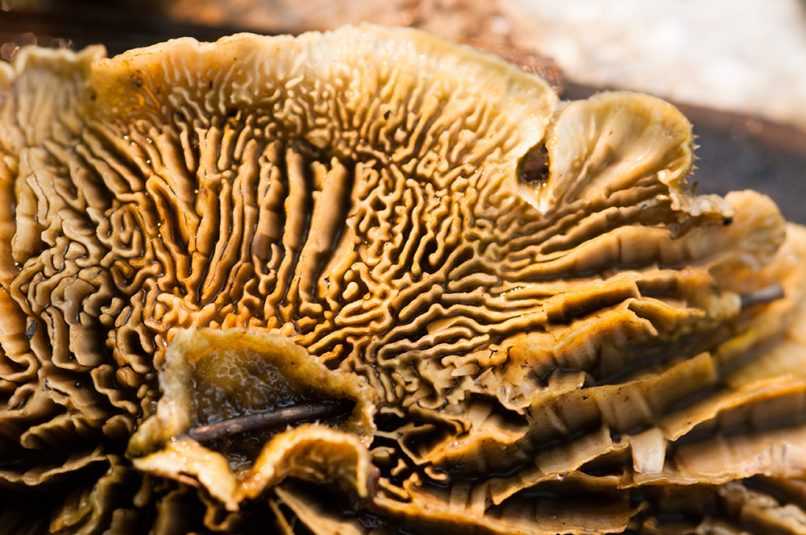 Closeup of wild mushroom