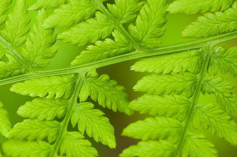 Closeup of ferns