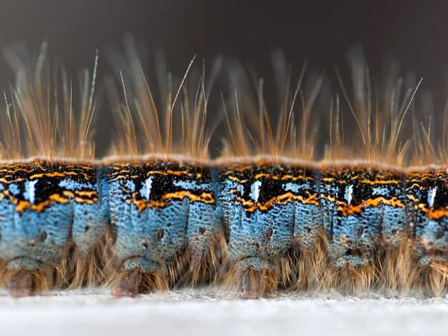 Macro shot of a gypsy moth