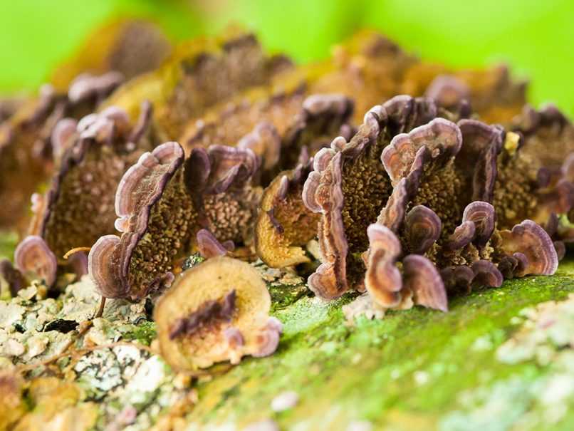 Mushrooms growing from log