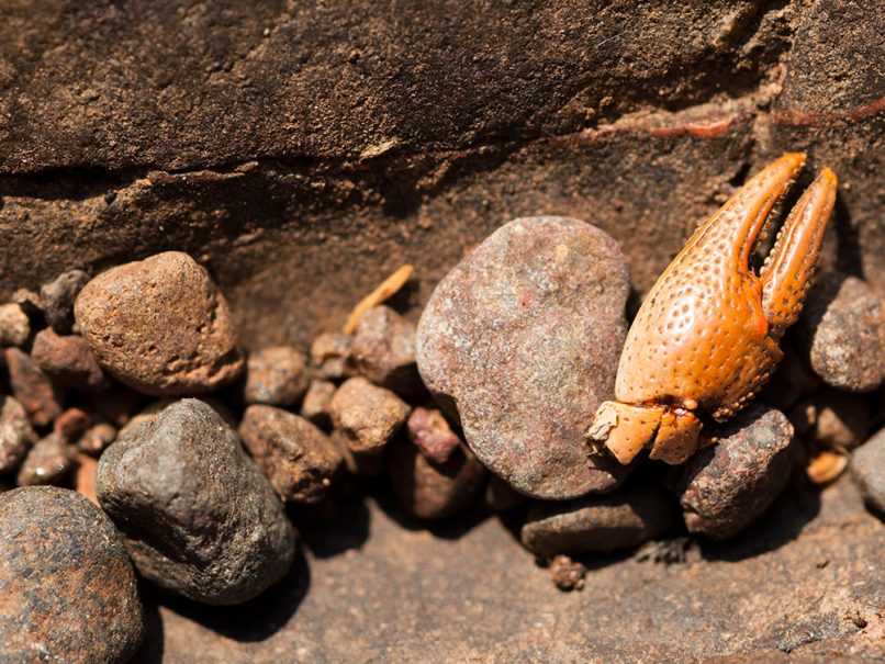 Rocks and crab claw