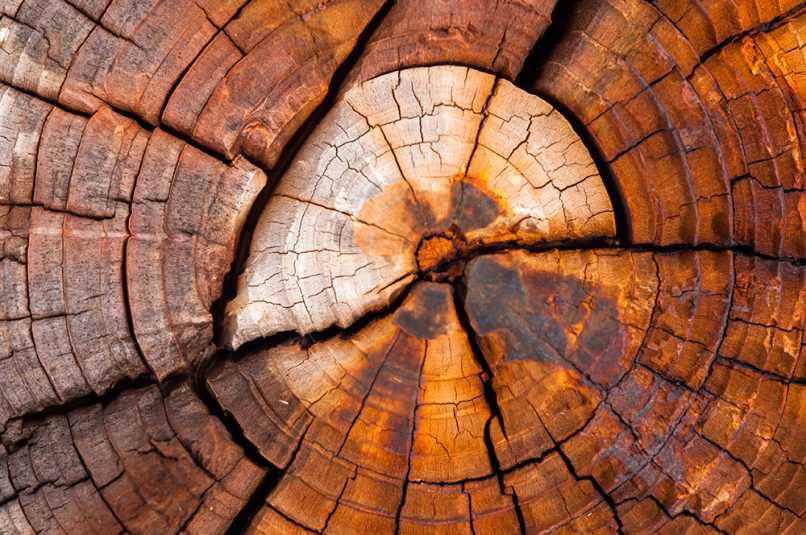 Weathered end grain of a stump