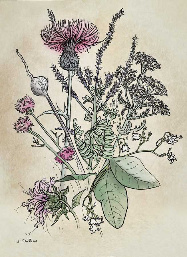Illustration of Minnesota wildflowers